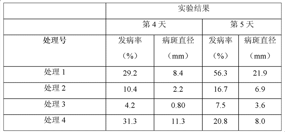 Tangerine biological antistaling agent based on activity of rhodosporidium and fruit elicitor