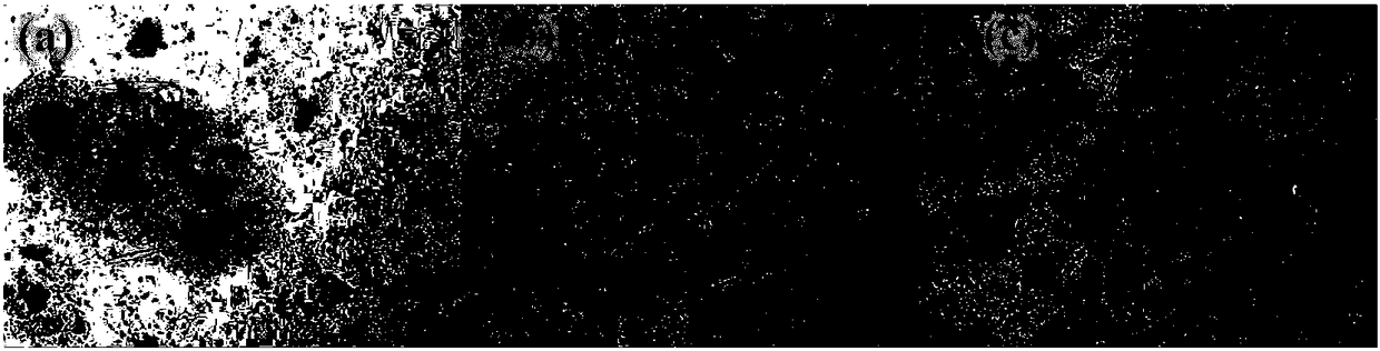 Method for detecting microplastics in organism