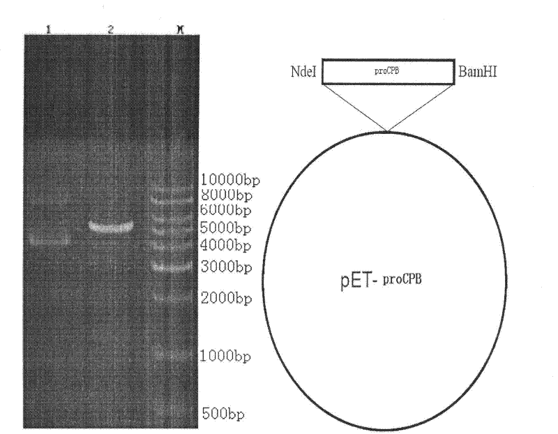 Preparation method of recombinant carboxypeptidase B