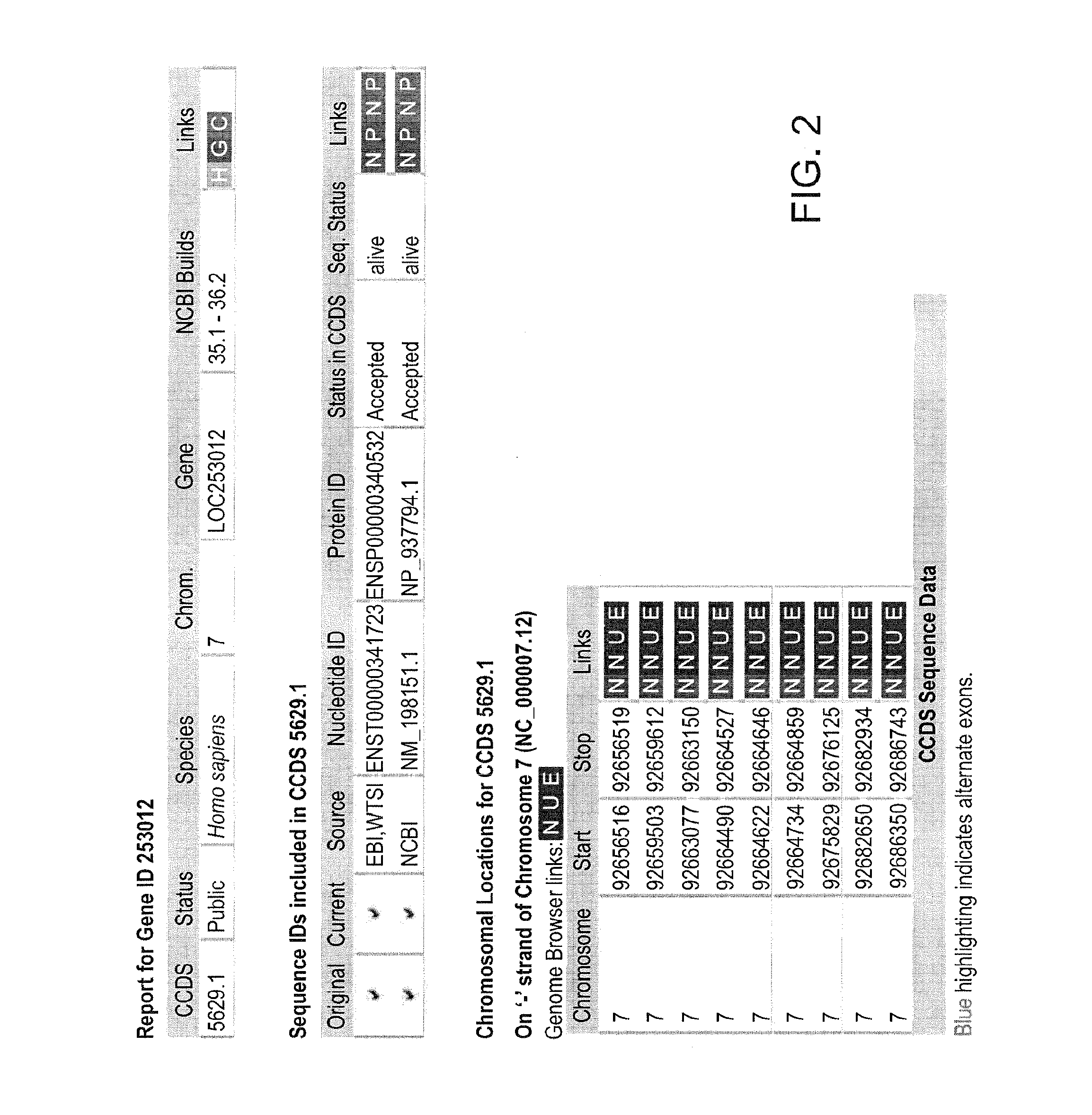 Method For Detecting And Purifying Pancreatic Beta Cells