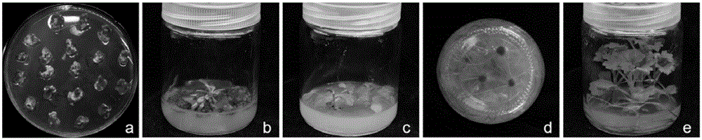 Method for regulating and controlling growth of chrysanthemum petals through conversion of CmTCP20 gene