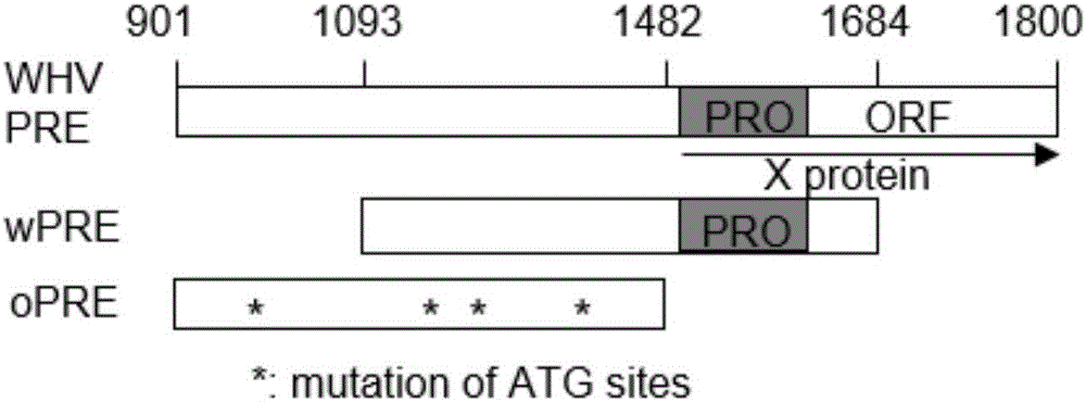 Preparation and application of safety-improved lentiviral vector for expressing codon-optimized Anti-MART-1 TCR gene