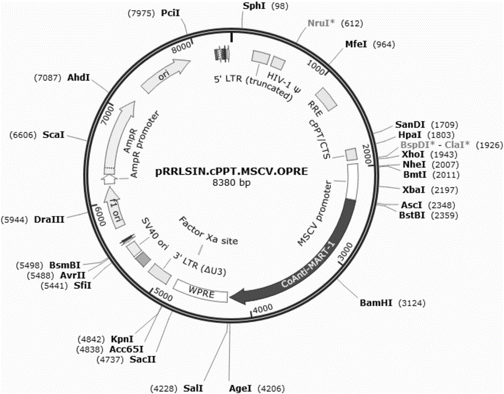 Preparation and application of safety-improved lentiviral vector for expressing codon-optimized Anti-MART-1 TCR gene