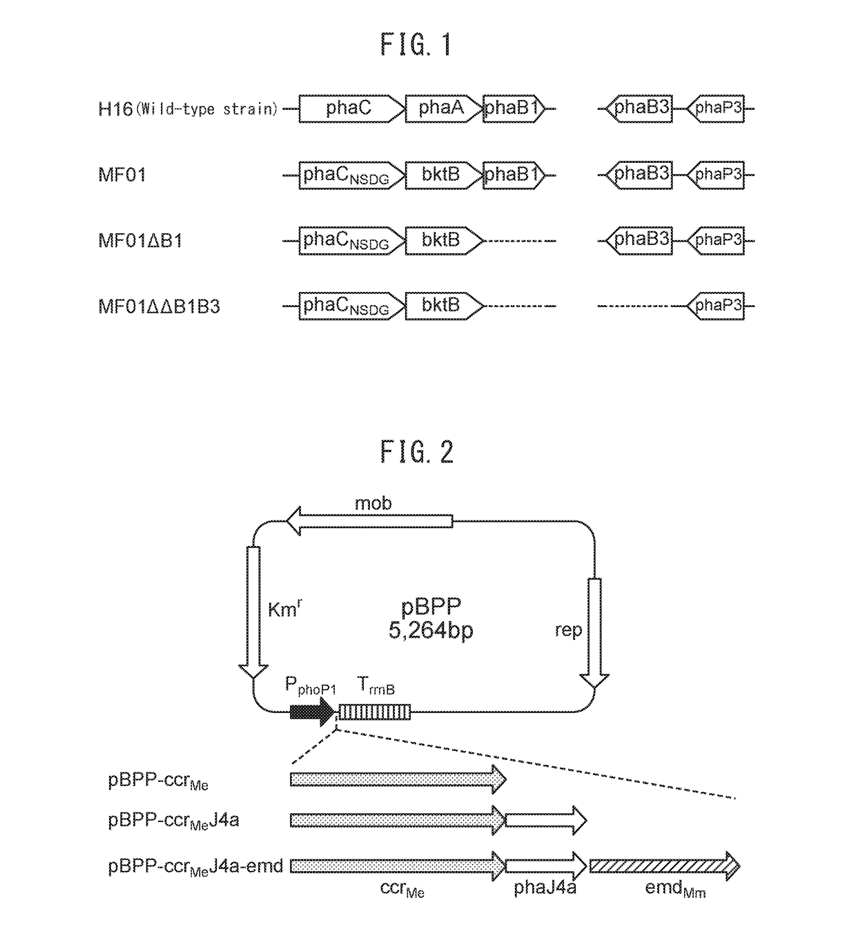 Method for producing polyhydroxyalkanoate copolymer from saccharide raw material