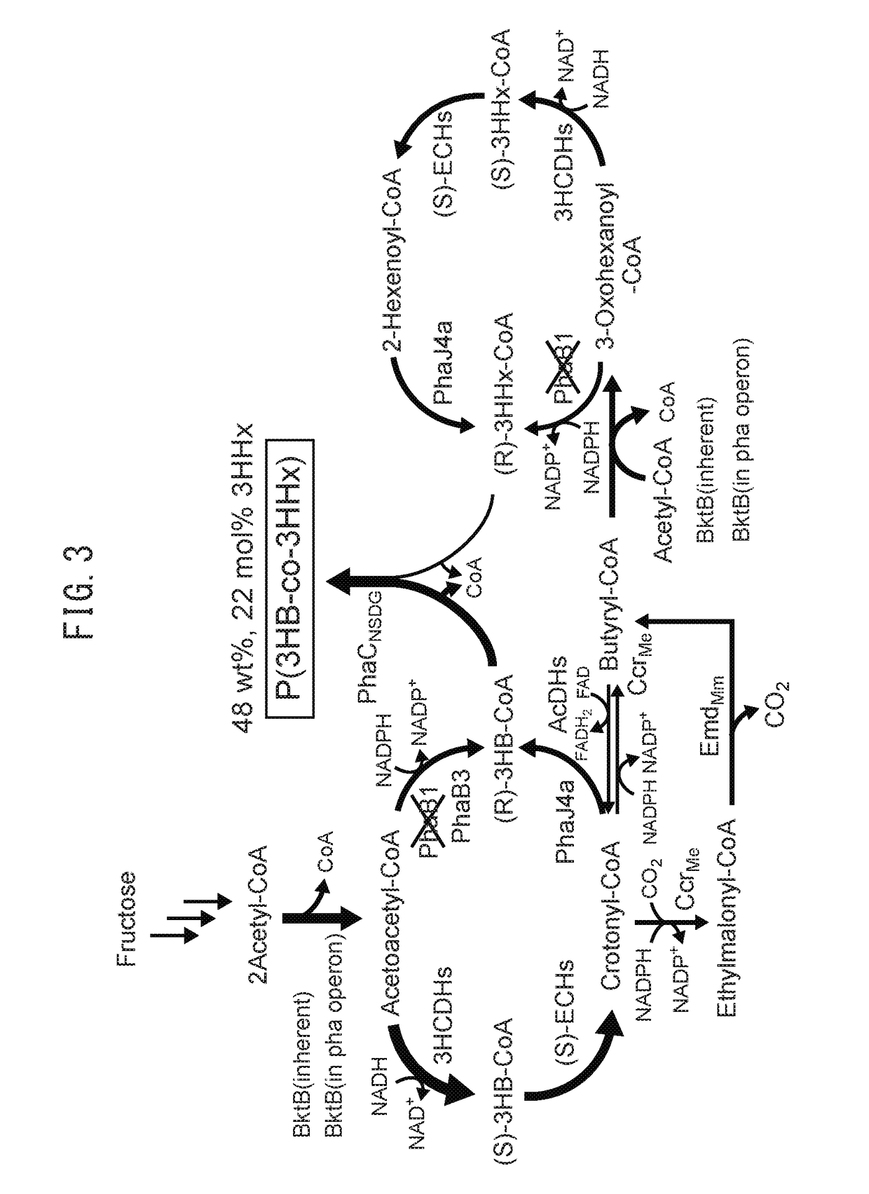 Method for producing polyhydroxyalkanoate copolymer from saccharide raw material