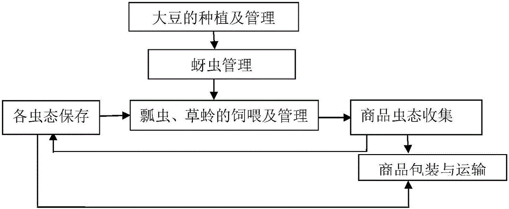 Large-scale feeding and storage method of aphids and predators of aphids