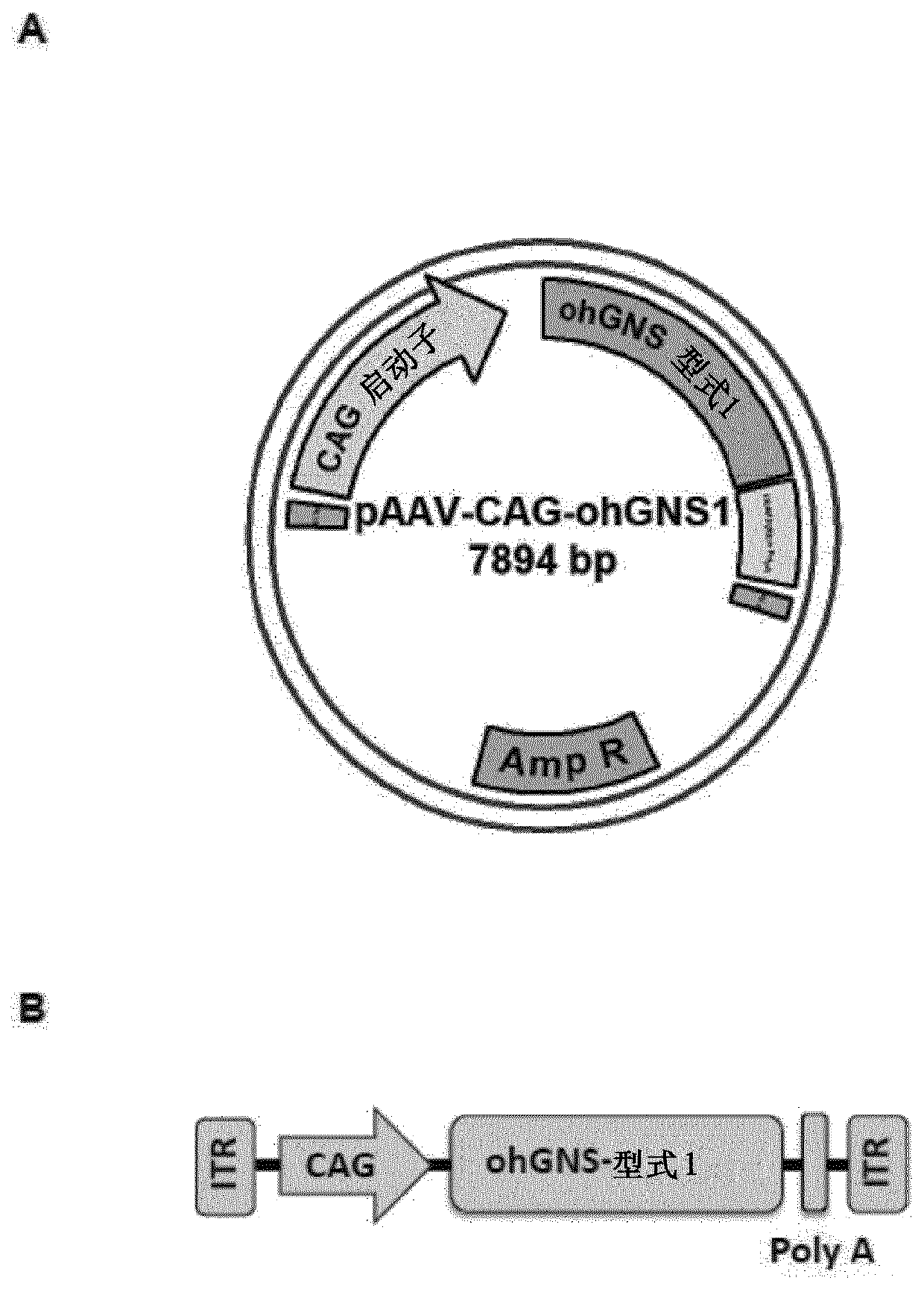 Adenoassociated virus vectors for the treatment of mucopolysaccharidoses