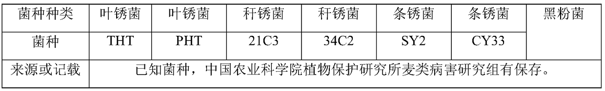 Colloidal gold test strips for detecting wheat leaf rust