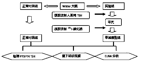 Method for establishing hypothyroidism Wistar rat eye socket model