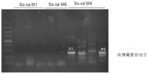 Epothilone biosynthetic gene transcriptional regulation protein and preparation method thereof