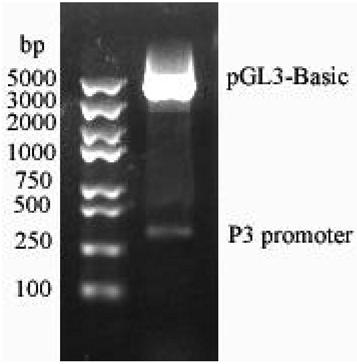 Epothilone biosynthetic gene transcriptional regulation protein and preparation method thereof