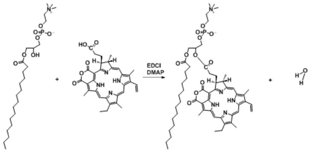 A preparation method of purpurin 18-liposome nanovesicles and its application in the preparation of drugs for treating tumors