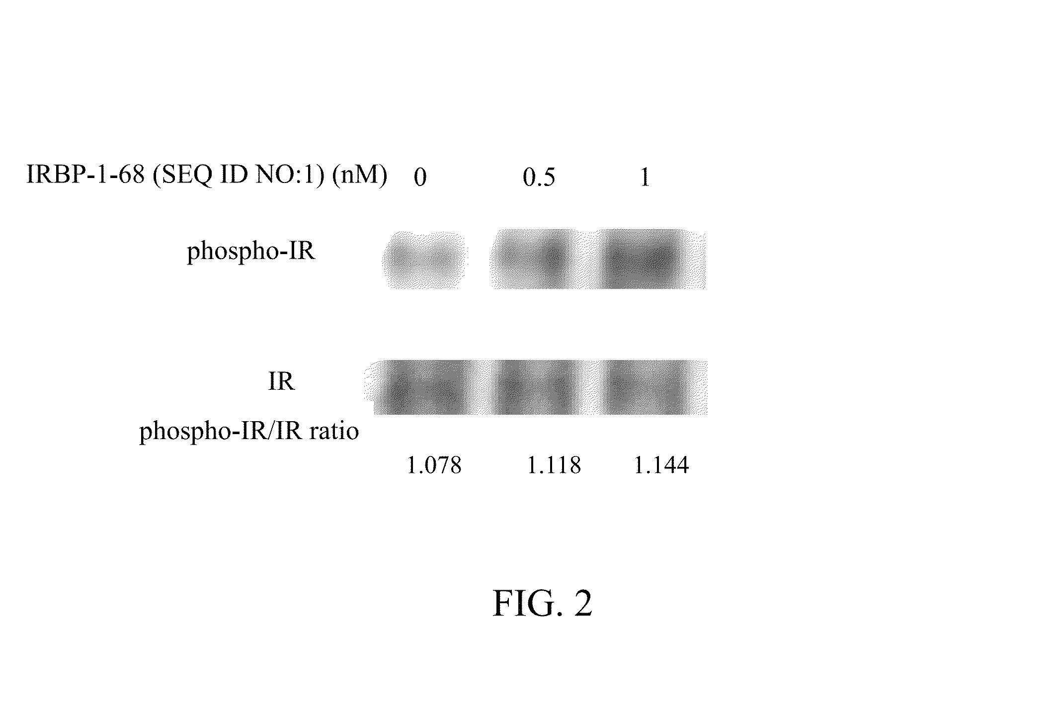 Polypeptides, nucleic acid molecule encoding polypeptides, and uses of polypeptides