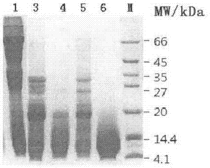 Preparation method of half pea polypeptide of chickpea and application thereof