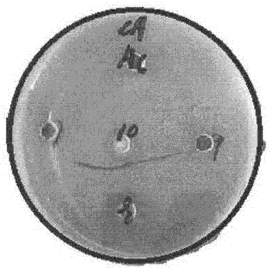 Preparation method of half pea polypeptide of chickpea and application thereof