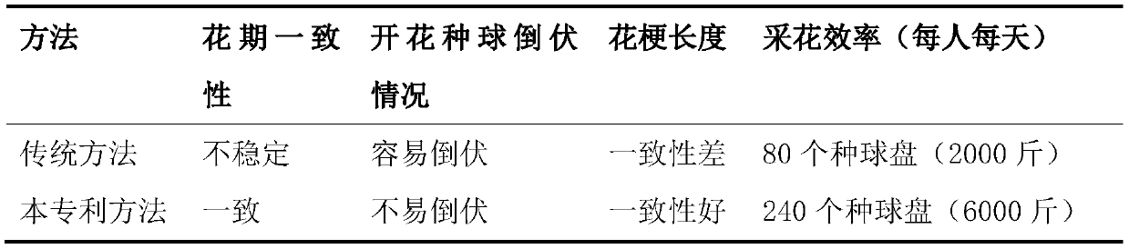 Crocus sativus rapid flower picking method