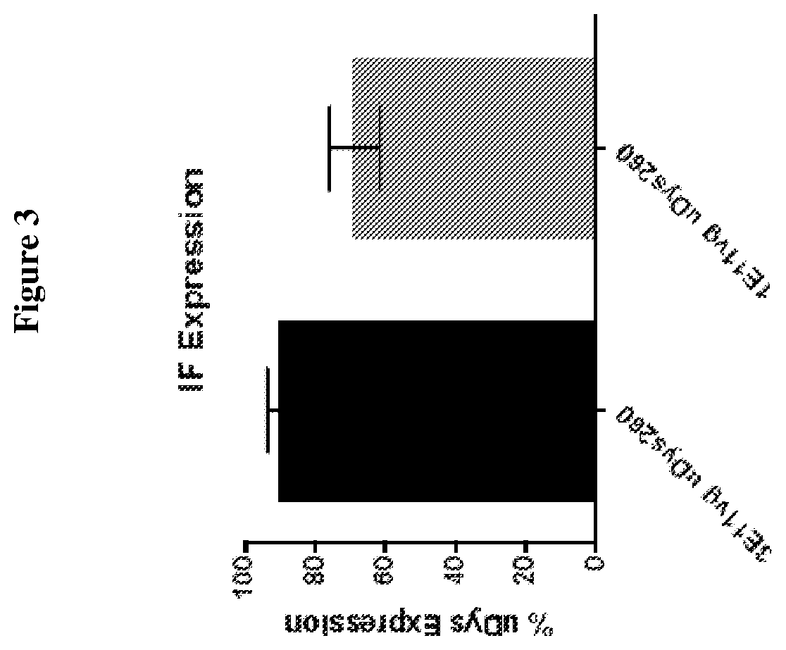 Adeno-associated virus vector delivery of a fragment of micro-dystrophin to treat muscular dystrophy