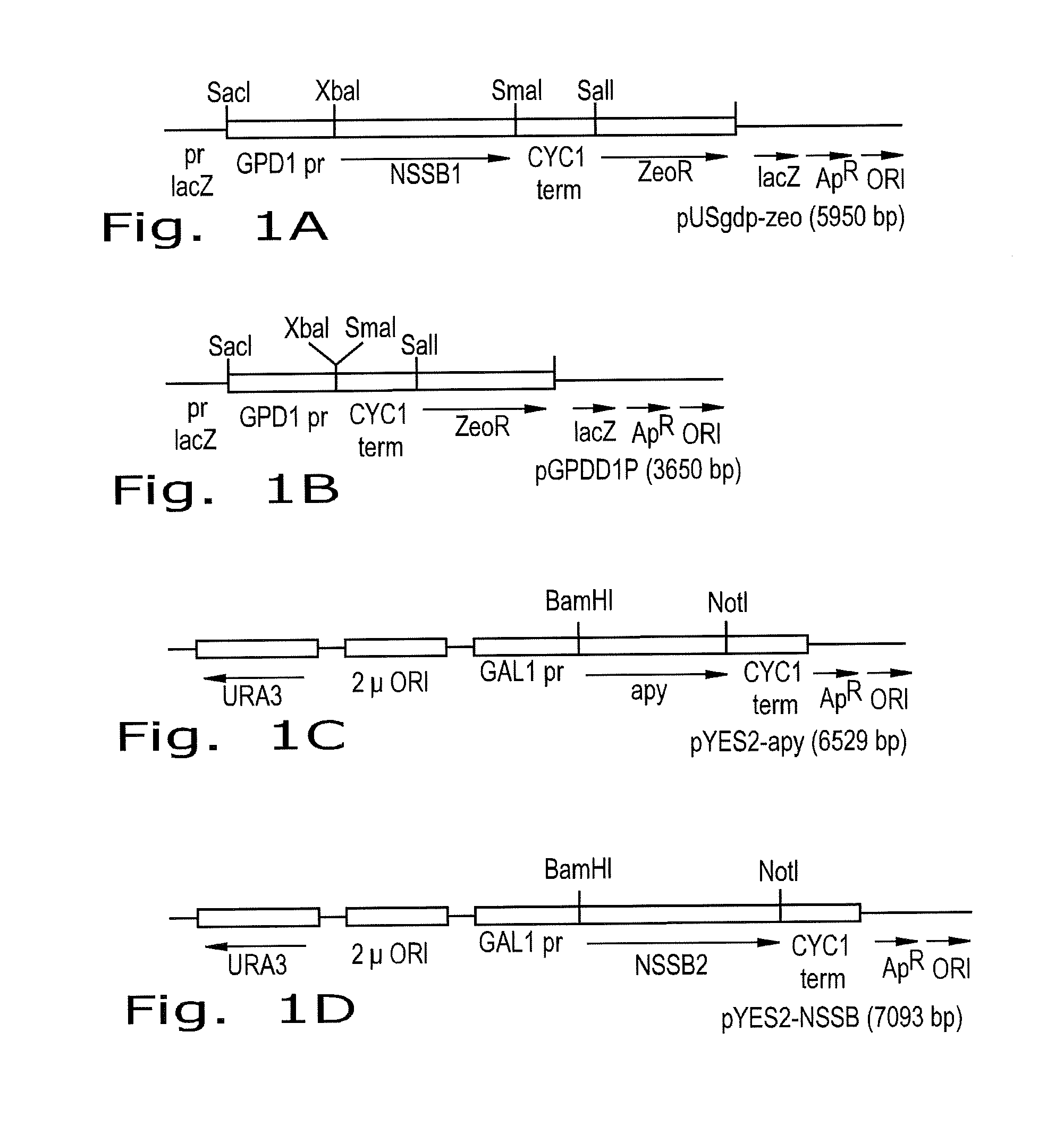 Ethanol yield and reduction of biomass accumulation in the recombinant strain of saccharomyces cerevisiae overexpressing atpase