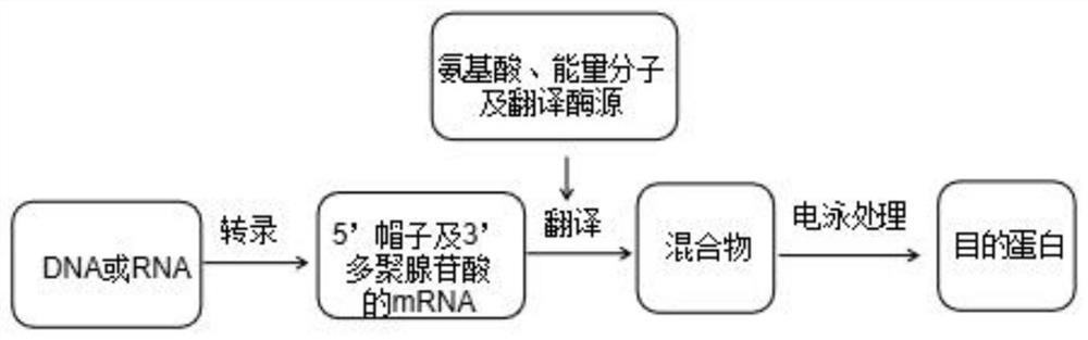 Cell-free translation system, method and product