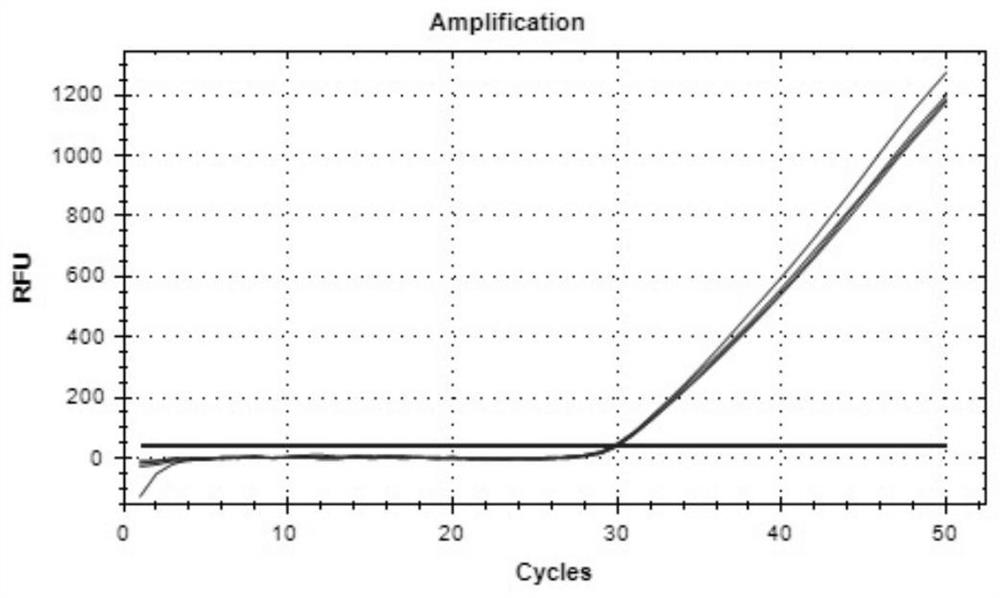 LNA-Taqman-multiplex fluorescence PCR technology and application thereof in rapid detection of candida