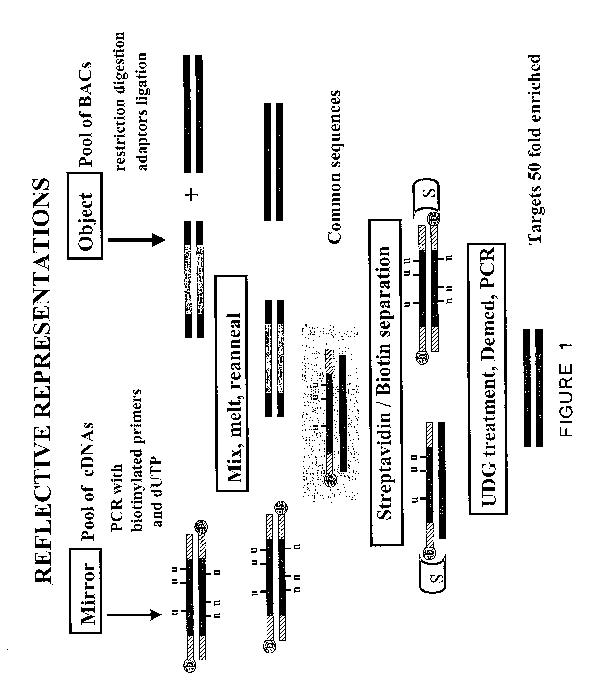 Use of reflections of DNA for genetic analysis