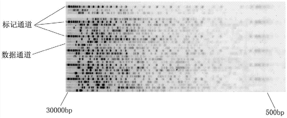 Rapid Bacterial Resistance Prediction System and Its Prediction Method