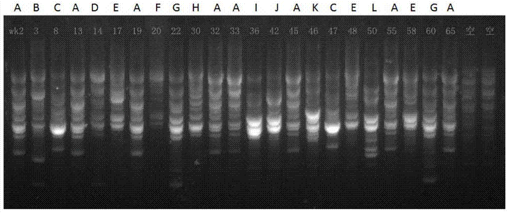 Rapid Bacterial Resistance Prediction System and Its Prediction Method