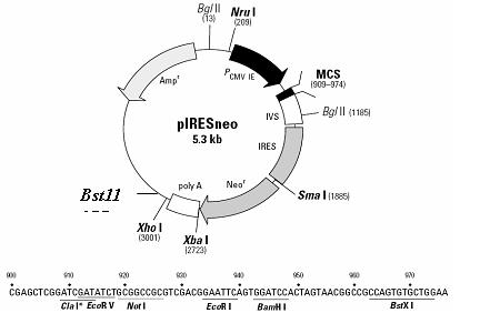 Detection method for agglutination test of rabies virus neutralizing antibody cells