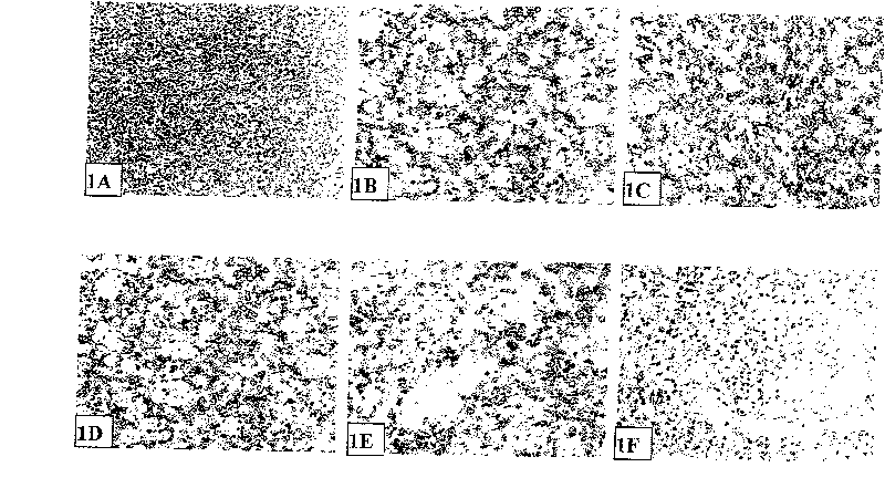 Method for establishing extranodal nasal type NK/T-celllymphoma animal model