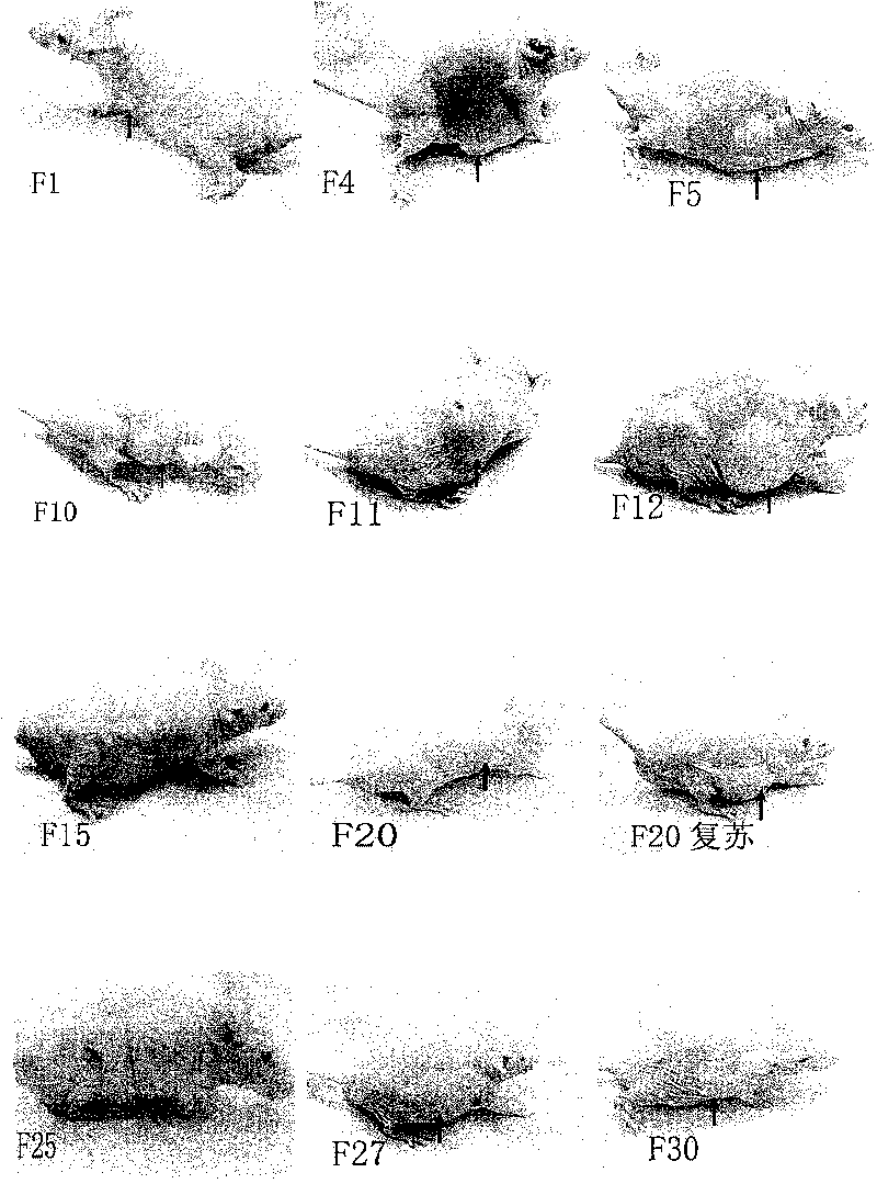 Method for establishing extranodal nasal type NK/T-celllymphoma animal model