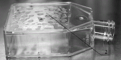 Primary culture method of embryonic cell tissue pieces of Chinese softshell turtle