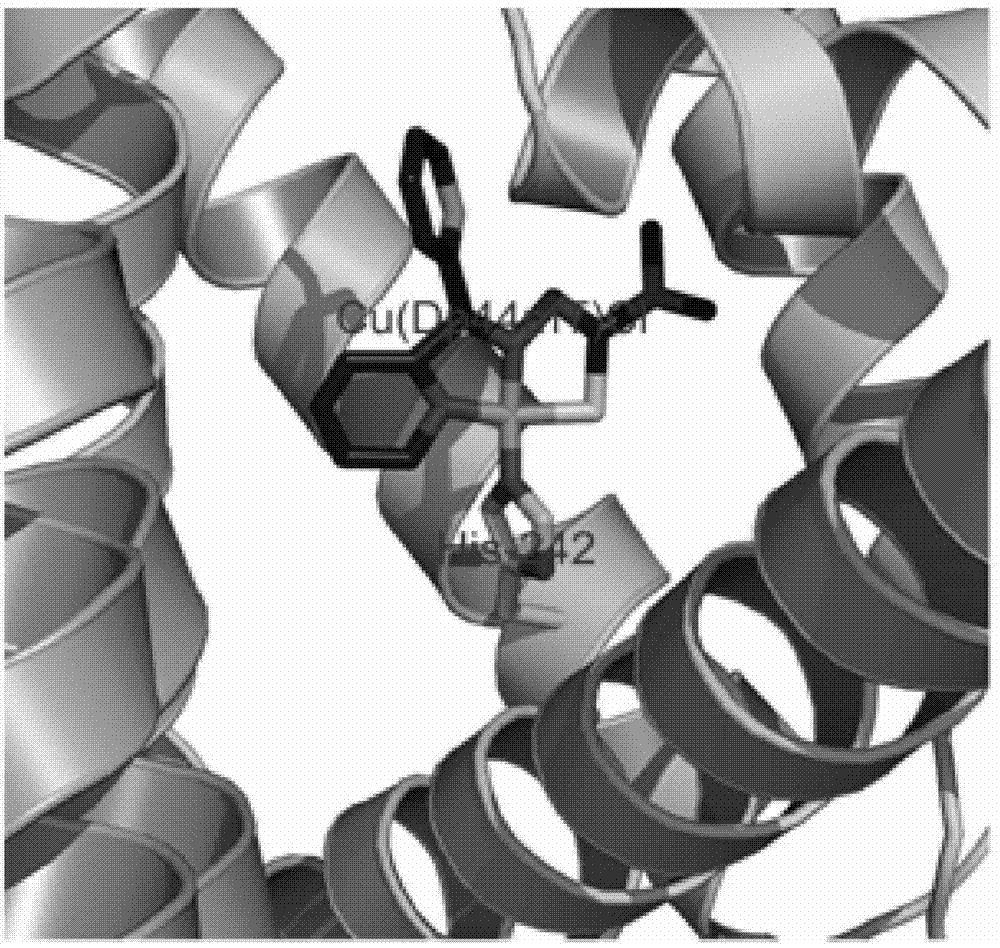 Copper metal complex and compound of copper metal complex and human serum albumin, as well as synthesis methods and application of copper metal complex and compound