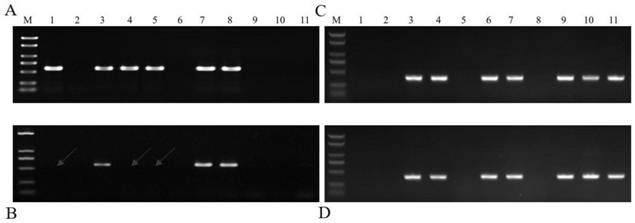 Fungus cross detoxification method and application thereof