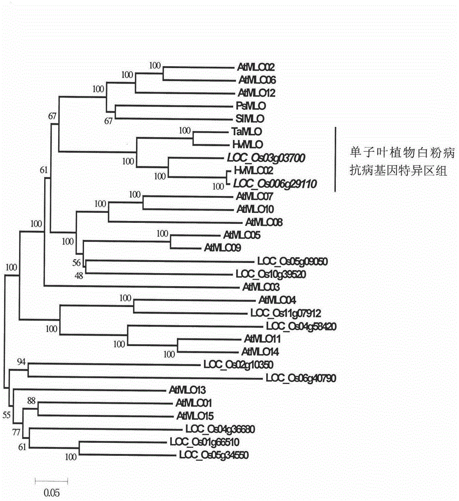 Rapid identification on MLO type anti-disease gene of rice