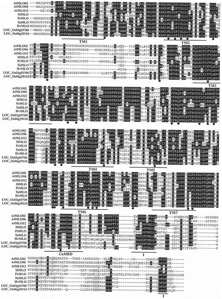 Rapid identification on MLO type anti-disease gene of rice