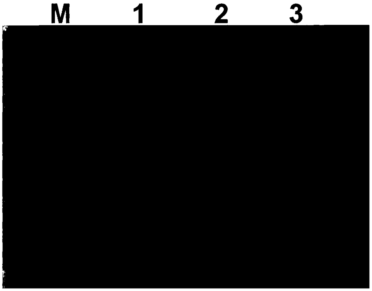 Enzyme-linked immunosorbent assay kit for detecting porcine epidemic diarrhea virus antibody