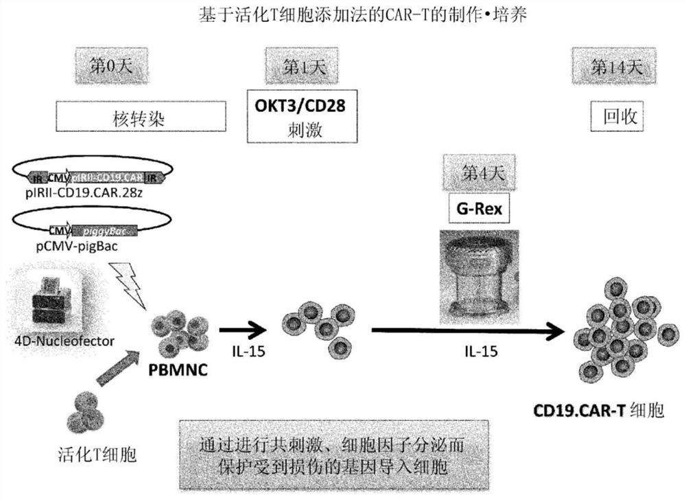 Preparation method of genetically modified T cells expressing chimeric antigen receptors