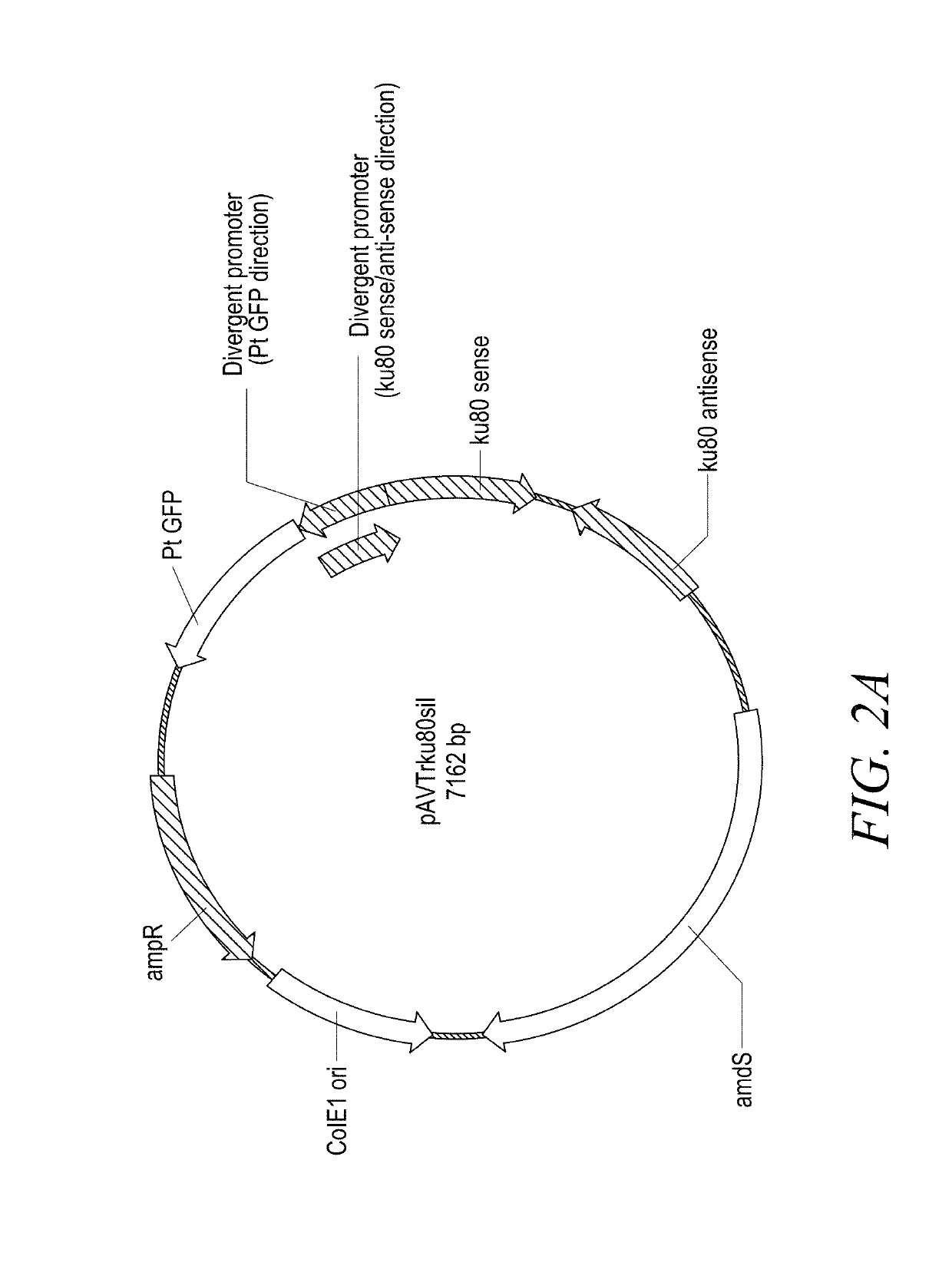 Compositions and methods for helper strain-mediated fungal genome modification