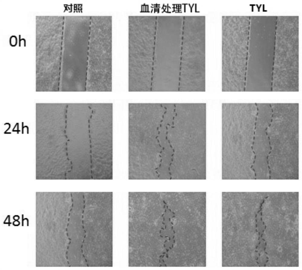 Skin repair promoting peptide as well as preparation method and application thereof