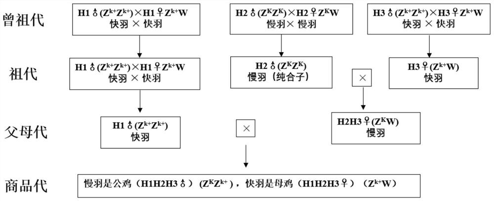 Primer group for breeding slow-feathering homozygous yellow-foot partridge chickens and breeding method of quick yellow-foot partridge chickens suitable for slaughtering