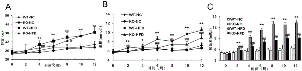 Function and application of three-structural-domain protein 8 in treating non-alcoholic fatty liver disease and II type diabetes mellitus