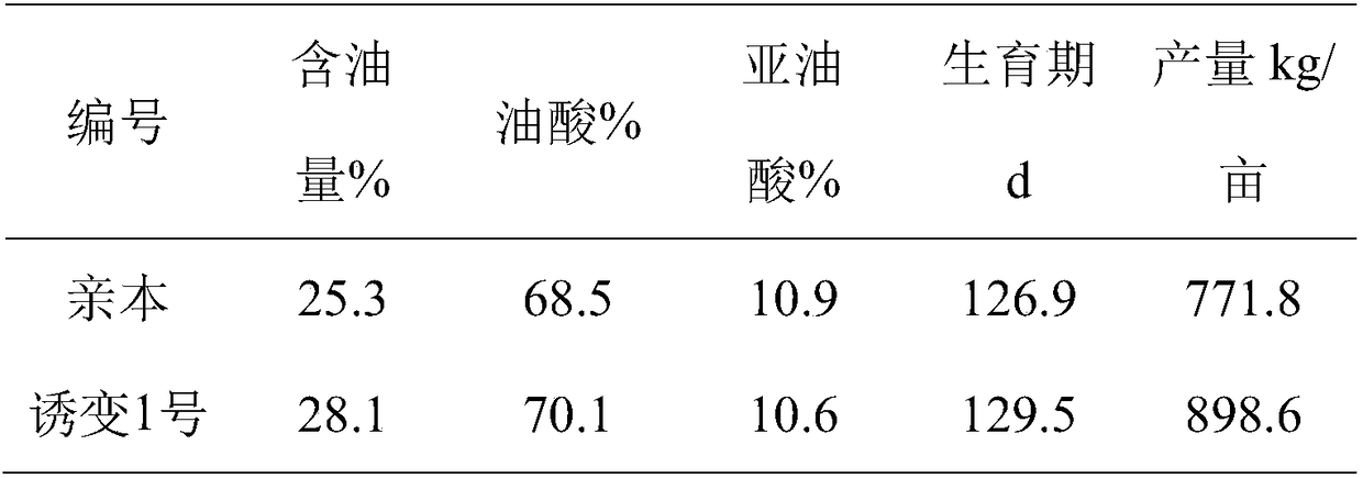 Method for breeding cyperus beans by cobalt 60 irradiation mutation