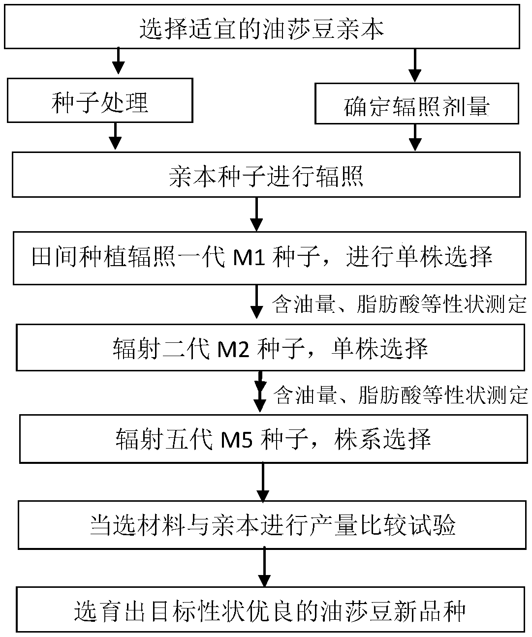 Method for breeding cyperus beans by cobalt 60 irradiation mutation