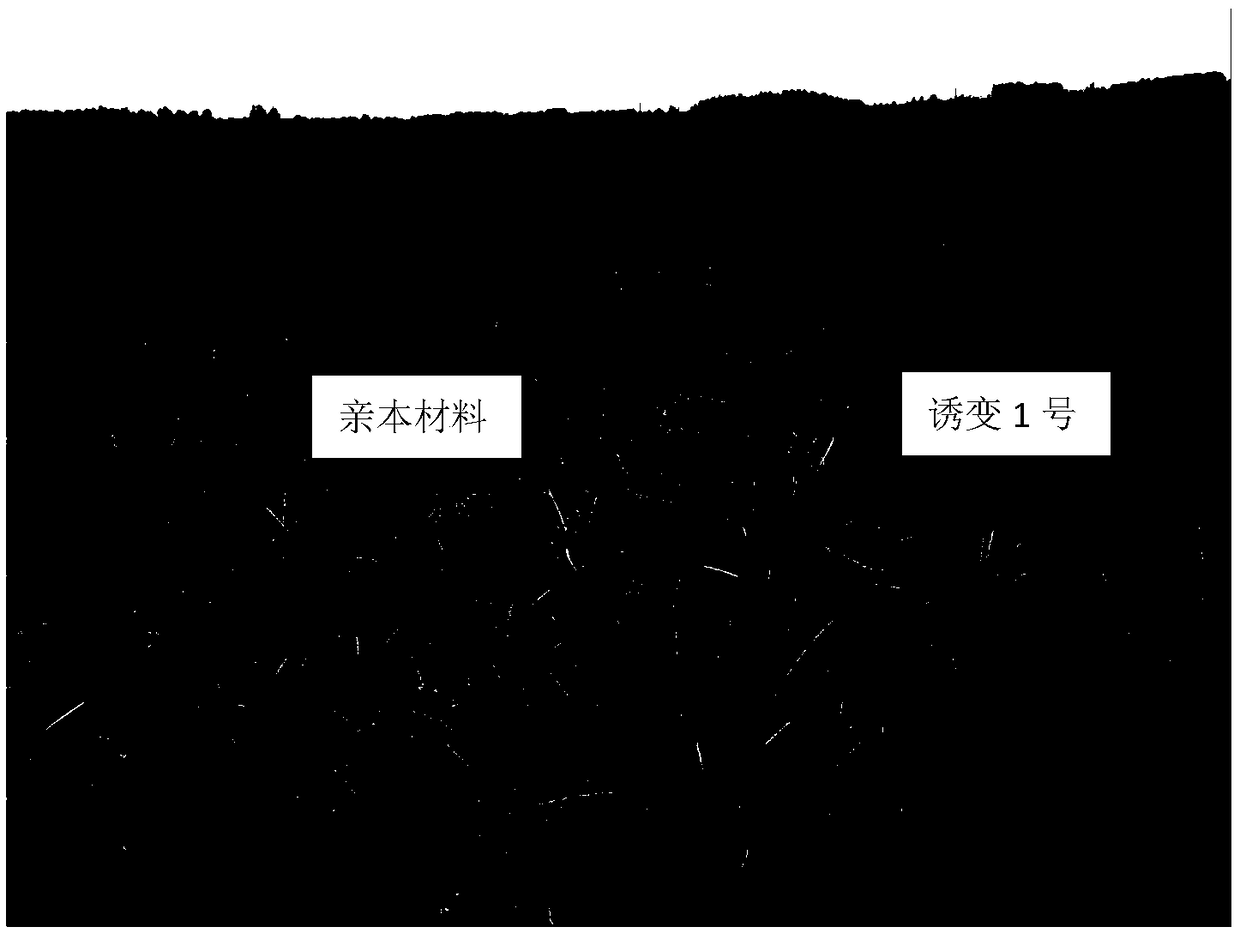 Method for breeding cyperus beans by cobalt 60 irradiation mutation