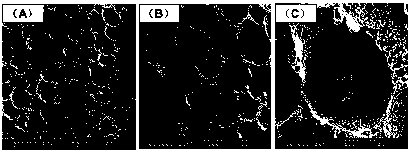 3D (three-dimensional) uniform porous scaffold material and preparing method thereof