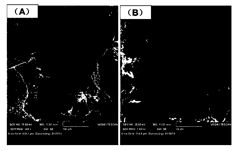 3D (three-dimensional) uniform porous scaffold material and preparing method thereof