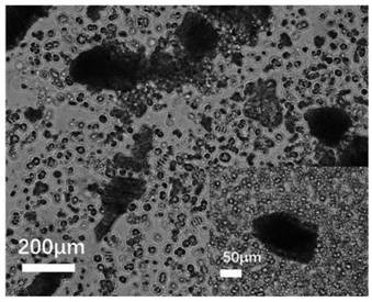 Preparation of an immobilized microalgae water quality regulator