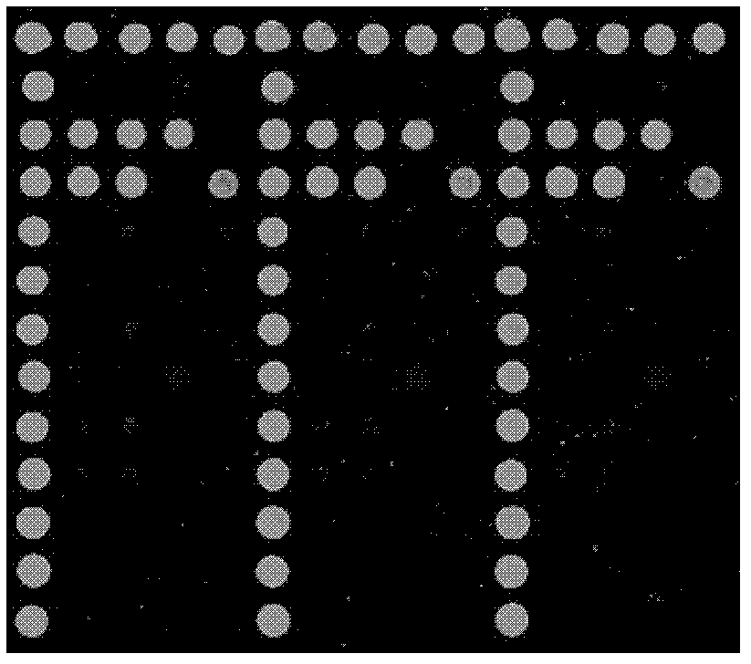 Bacterium drug-resistant gene detection method, gene chip and kit