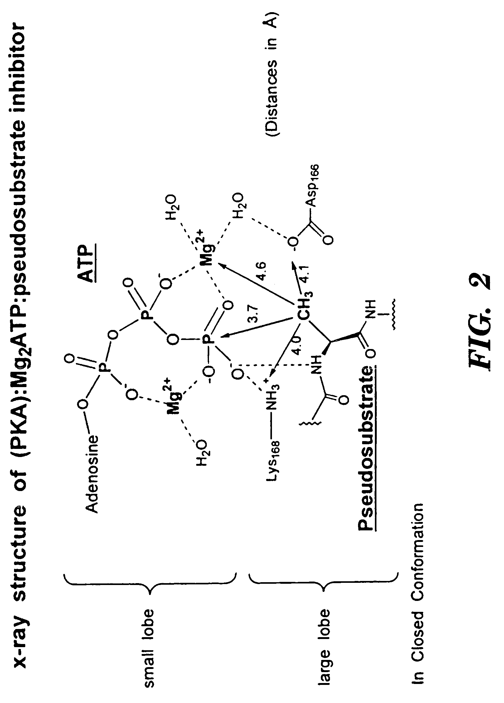 Bicyclic compositions and methods for modulating a kinase cascade