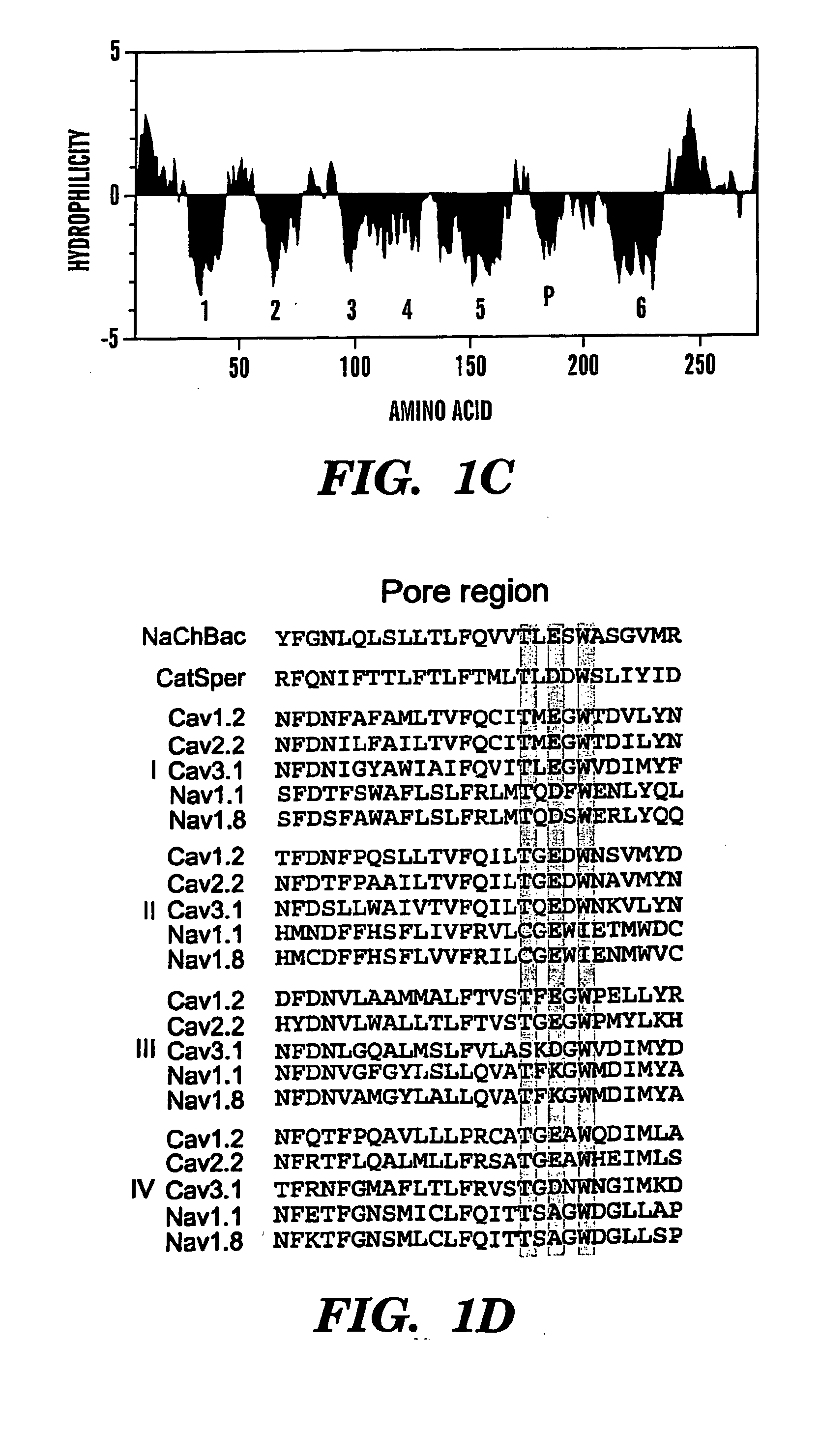 Bacterial ion channel and a method for screening ion channel modulators